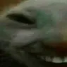 xdd1
