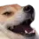 Dogkek