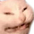 angrycatto