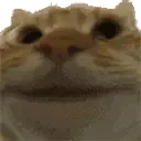 catYep