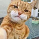 catselfie