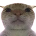 catstare Discord Emoji