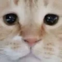 bruh