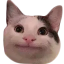 Belucat Discord Emoji