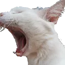 Catscream catscream Discord Emoji