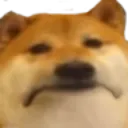 dogesad