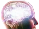 bigbrain