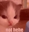 :notheheowo: