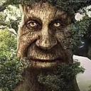 tree tree