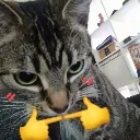 Uwu Cat uwu_cat Discord Emoji