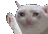 Cat Hi cat_hi Discord Emoji