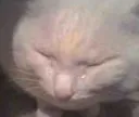 schro_cat_sob