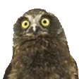owlJAM