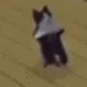 tlamCatBreakDance