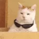 tlamCoolCat