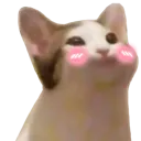 catblush