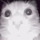 cat_staring Discord Emoji