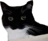 bigboobs