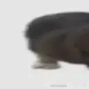 cat1