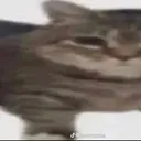 cat2
