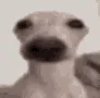 jay