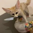 foxxostab foxxostab