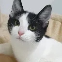 kittenloki Discord Emoji