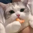 CatEatShrimp