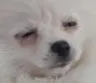 Puga