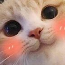 catblush Discord emoji