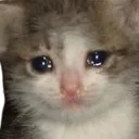Crying_Kitten