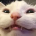 kittyteehee Discord Emoji