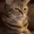 CatBruh CatBruh