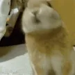 Rabbit_no