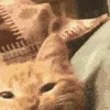 cat_snack