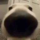 nosey nosey