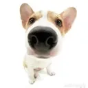 sniffsnoff