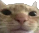 r_catstare Discord Emoji