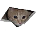 CatAppear