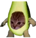 avocato