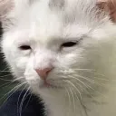 cat_tired01