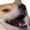 lmao_dog
