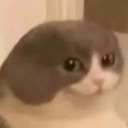 :toma_cat:
