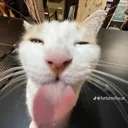 sosilly sosilly