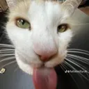 supersilly supersilly