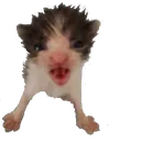 gougita