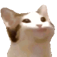 popCat Discord Emoji