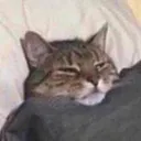 CLc_catsleep