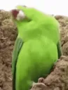 birddance