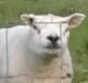 aurniasheep